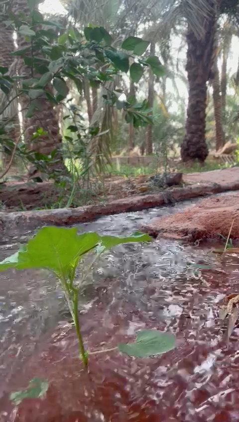 استراحة محمد عبدالله النملة أبو حسام البكيرية شاليهات واستراحات السعودية