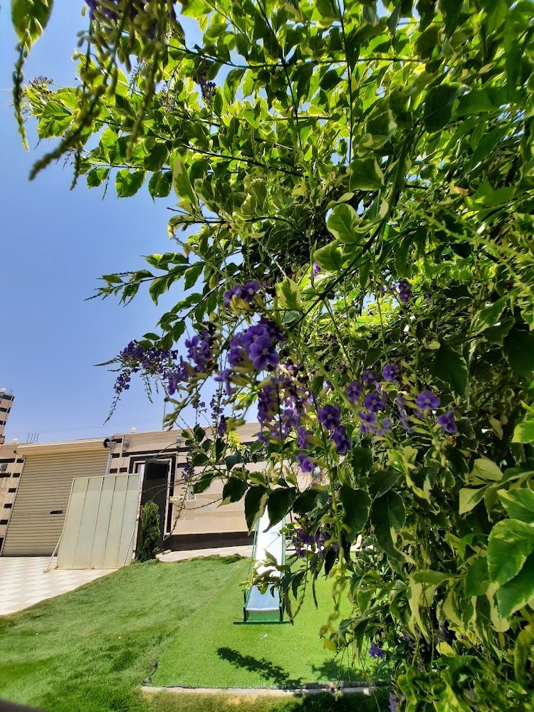 استراحة فيروز حائل شاليهات واستراحات السعودية