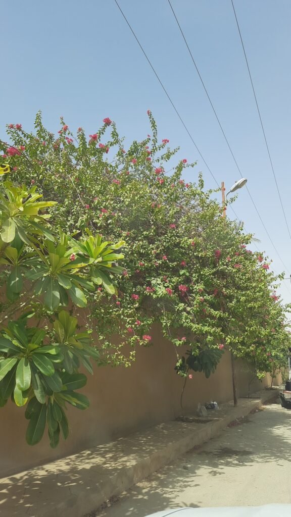شاليهات البستان بنعجان شاليهات واستراحات السعودية