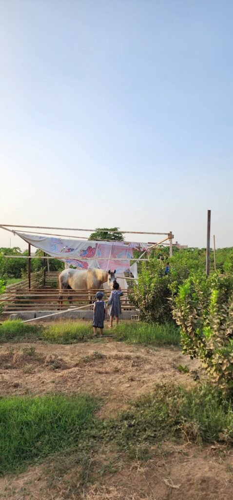 استراحة بستان صامطة شاليهات واستراحات السعودية