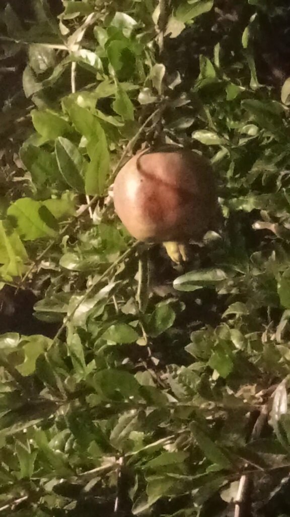 استراحة مناسبتي النماص شاليهات واستراحات السعودية