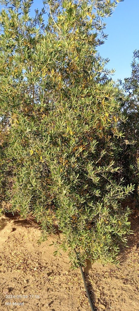 استراحتي راحتي تبوك شاليهات واستراحات السعودية