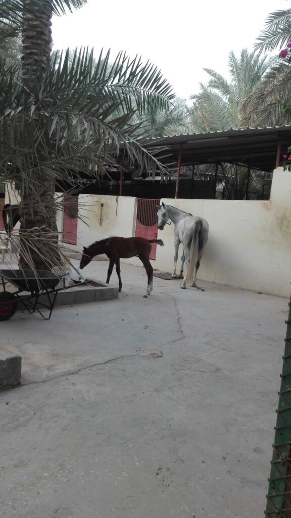 استراحة الاحمد للايجار اليومي البطالية شاليهات واستراحات السعودية