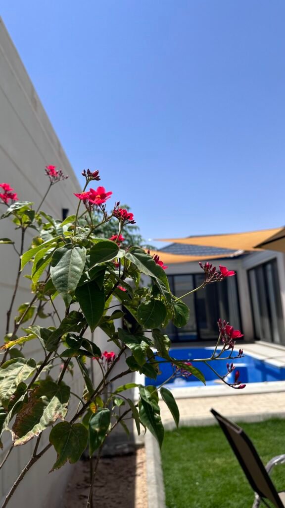 شاليهات رويال - Royal Chalets شاليهات واستراحات السعودية