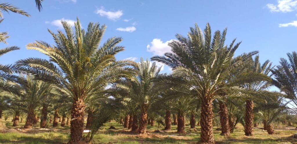 استراحة المزرعة العلا - رم العلا شاليهات واستراحات السعودية