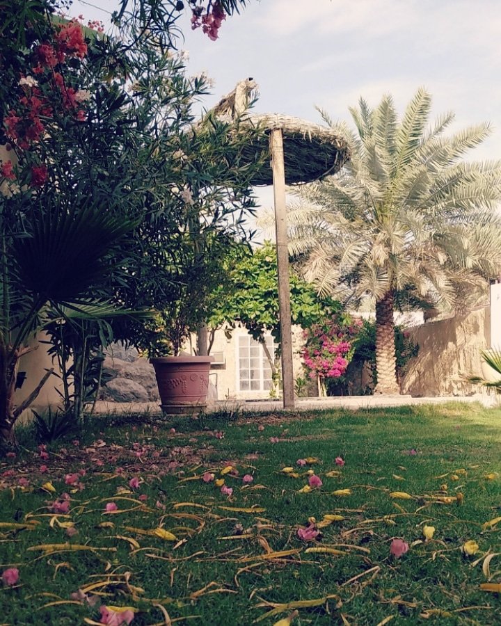 استراحة النورس بالاحساء المبرز شاليهات واستراحات السعودية